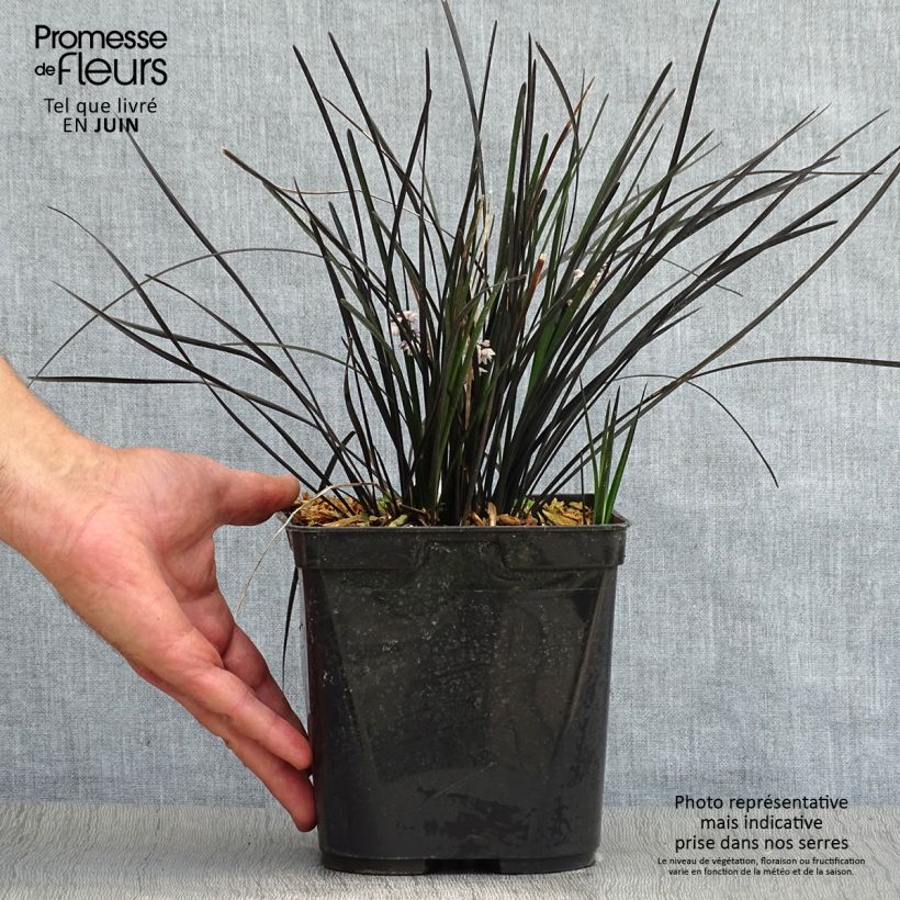 Exemplar von Ophiopogon planiscapus Hosoba Kokuryu - Schlangenbart Topf mit 2L/3L wie im Sommer geliefert