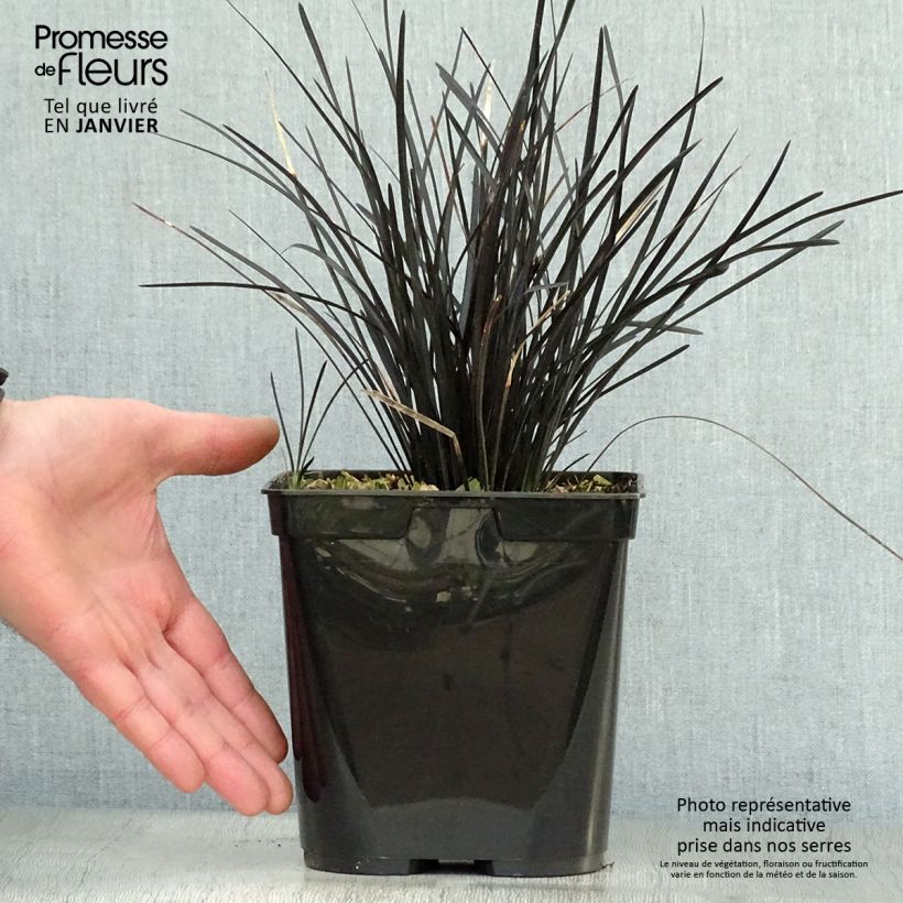Exemplar von Ophiopogon planiscapus Hosoba Kokuryu - Schlangenbart Topf mit 2L/3L wie im Winter geliefert