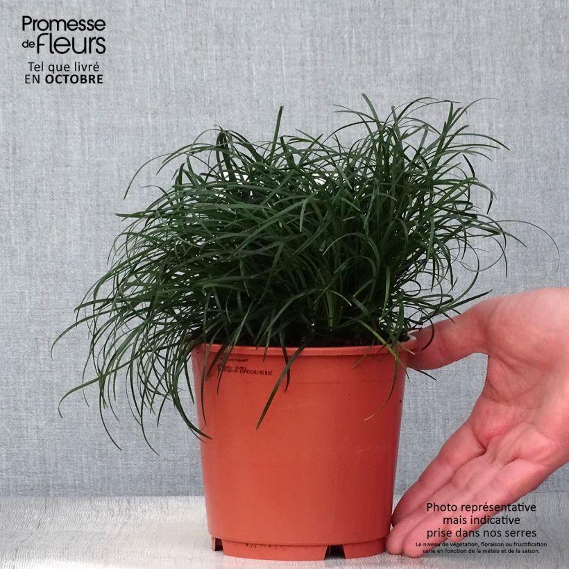 Exemplar von Ophiopogon chingii - Schlangenbart Topf mit 1L/1,5L wie im Herbst geliefert