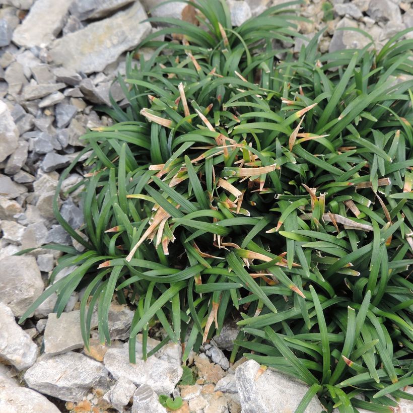 Ophiopogon japonicus Minor - Schlangenbart (Hafen)