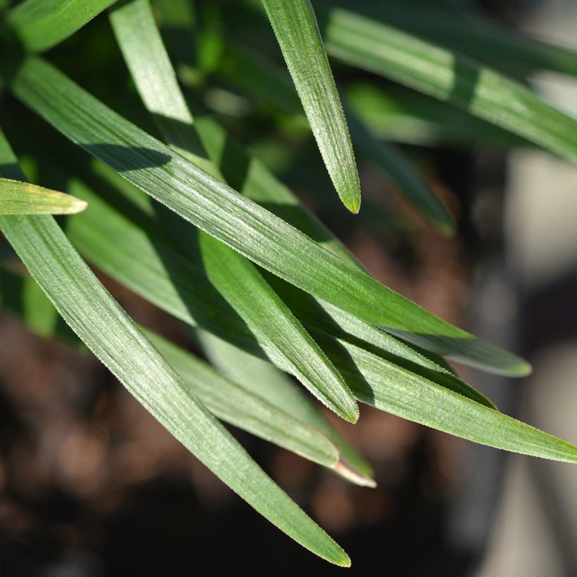Ophiopogon japonicus Minor - Schlangenbart (Laub)