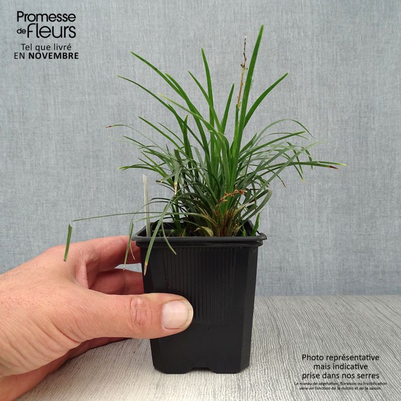 Exemplar von Ophiopogon japonicus - Schlangenbart Kleine Töpfe von 8/9 cm wie im Herbst geliefert