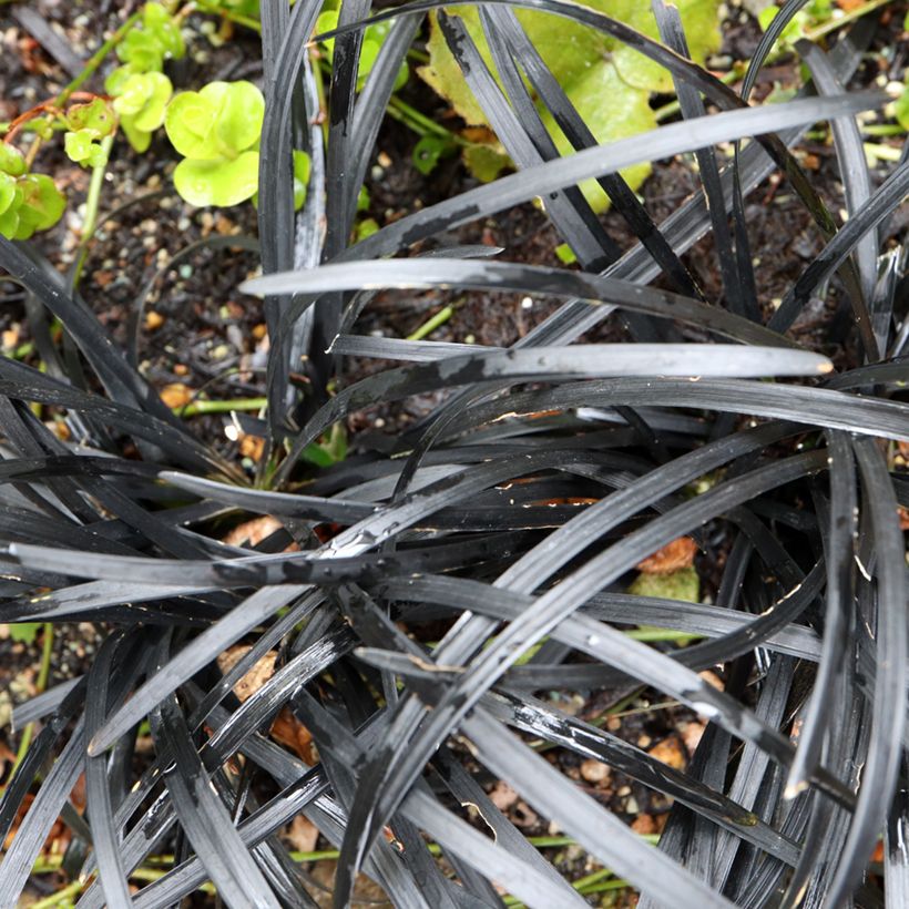 Ophiopogon planiscapus Black Dragon - Schlangenbart (Laub)