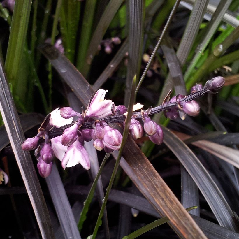 Ophiopogon planiscapus Black Dragon - Schlangenbart (Blüte)