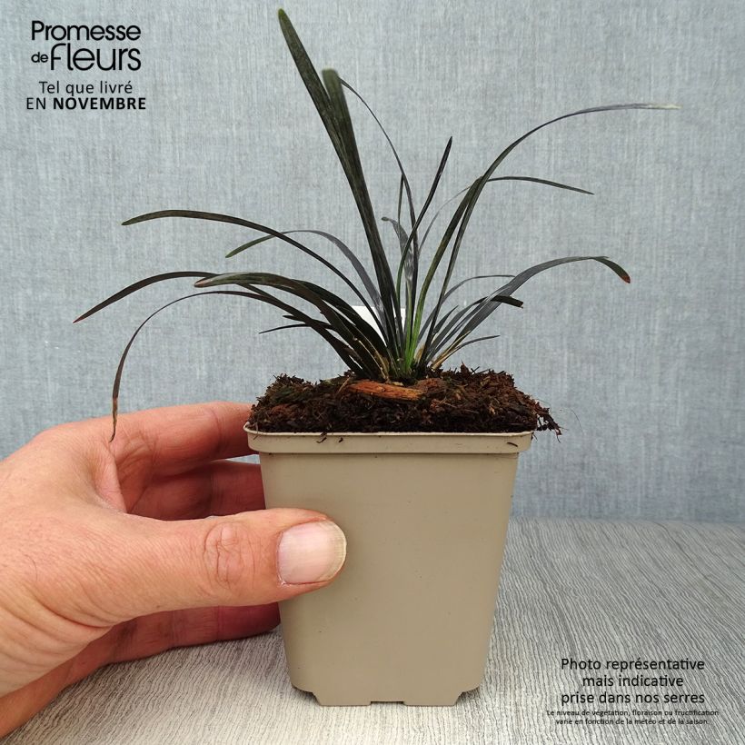 Exemplar von Ophiopogon planiscapus Nigrescens - Schlangenbart Kleine Töpfe von 8/9 cm wie im Herbst geliefert