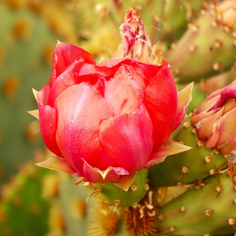 Opuntia aciculata - Feigenkaktus (Blüte)