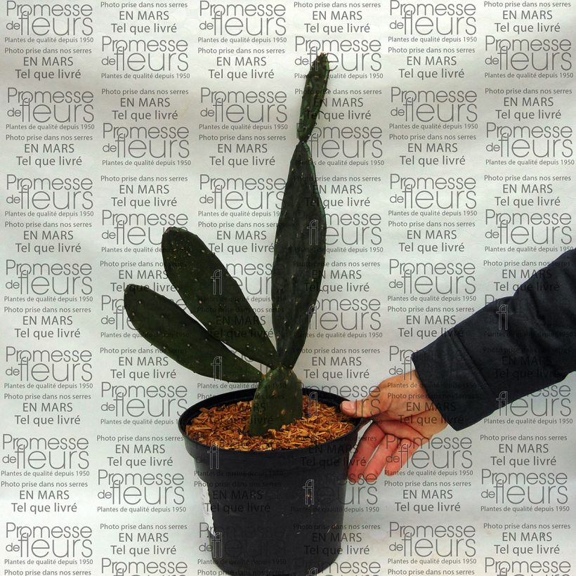 Beispiel eines Exemplars von Opuntia anacantha - Feigenkaktus Topf mit 4L/5L wie geliefert