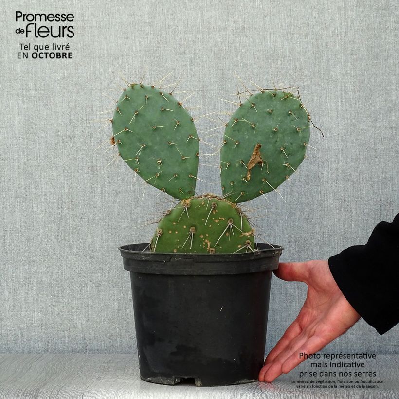 Exemplar von Opuntia discata - Feigenkaktus Topf mit 4L/5L wie im Herbst geliefert