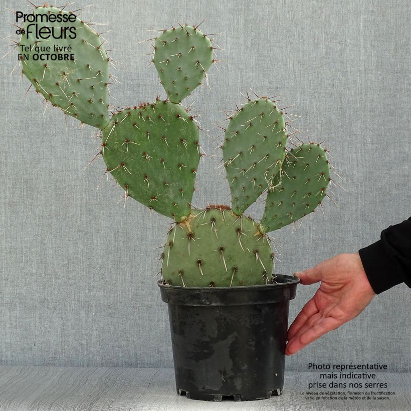 Exemplar von Opuntia dulcis - Feigenkaktus Topf mit 4L/5L wie im Herbst geliefert