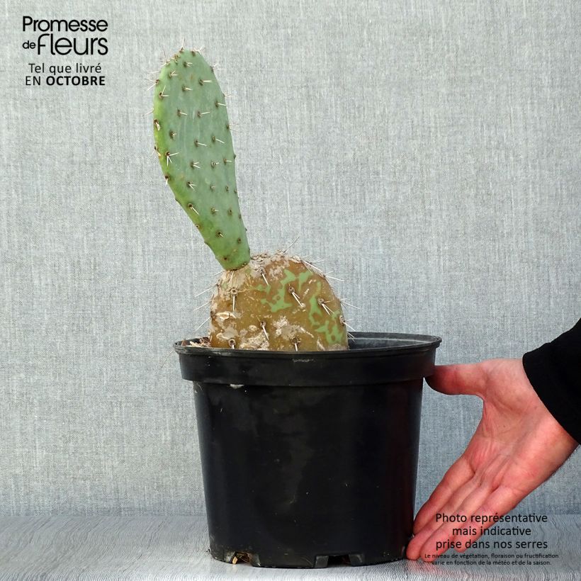 Exemplar von Opuntia engelmannii - Feigenkaktus Topf mit 4L/5L wie im Herbst geliefert
