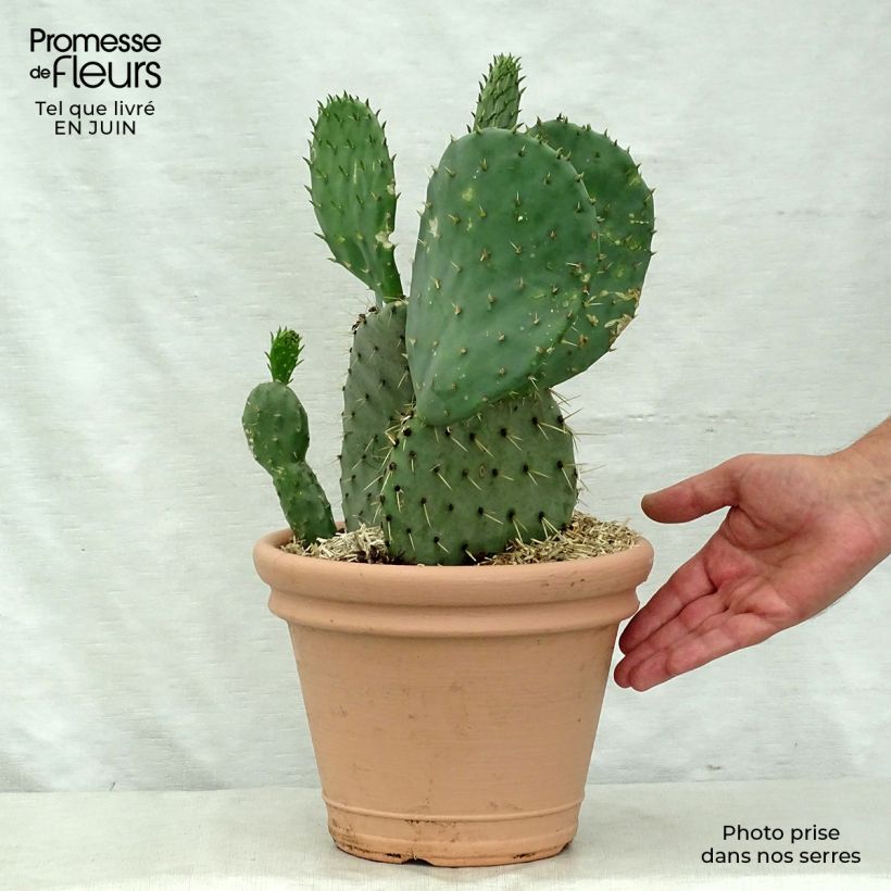 Exemplar von Opuntia engelmannii var.indheimeri - Feigenkaktus Topf mit 4L/5L wie im Sommer geliefert