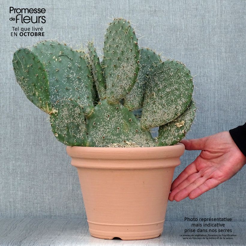 Exemplar von Opuntia engelmannii var.indheimeri - Feigenkaktus Topf mit 4L/5L wie im Herbst geliefert