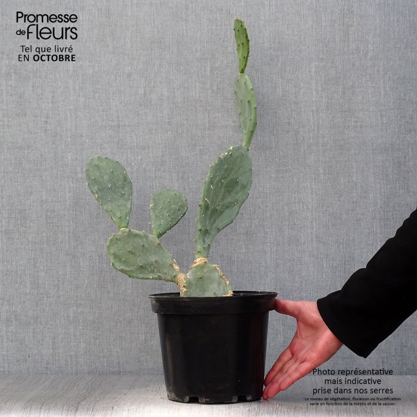Exemplar von Opuntia engelmannii var. rastrera - Feigenkaktus Topf mit 4L/5L wie im Herbst geliefert