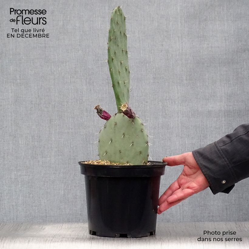 Exemplar von Opuntia gregoriana - Feigenkaktus Topf mit 4L/5L wie im Winter geliefert