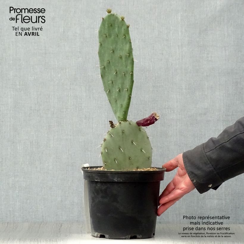 Exemplar von Opuntia gregoriana - Feigenkaktus Topf mit 4L/5L wie im Frühjahr geliefert