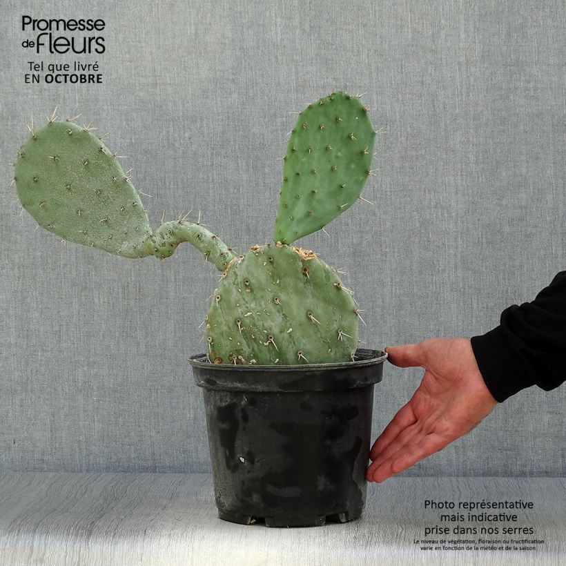 Exemplar von Opuntia gregoriana - Feigenkaktus Topf mit 4L/5L wie im Herbst geliefert