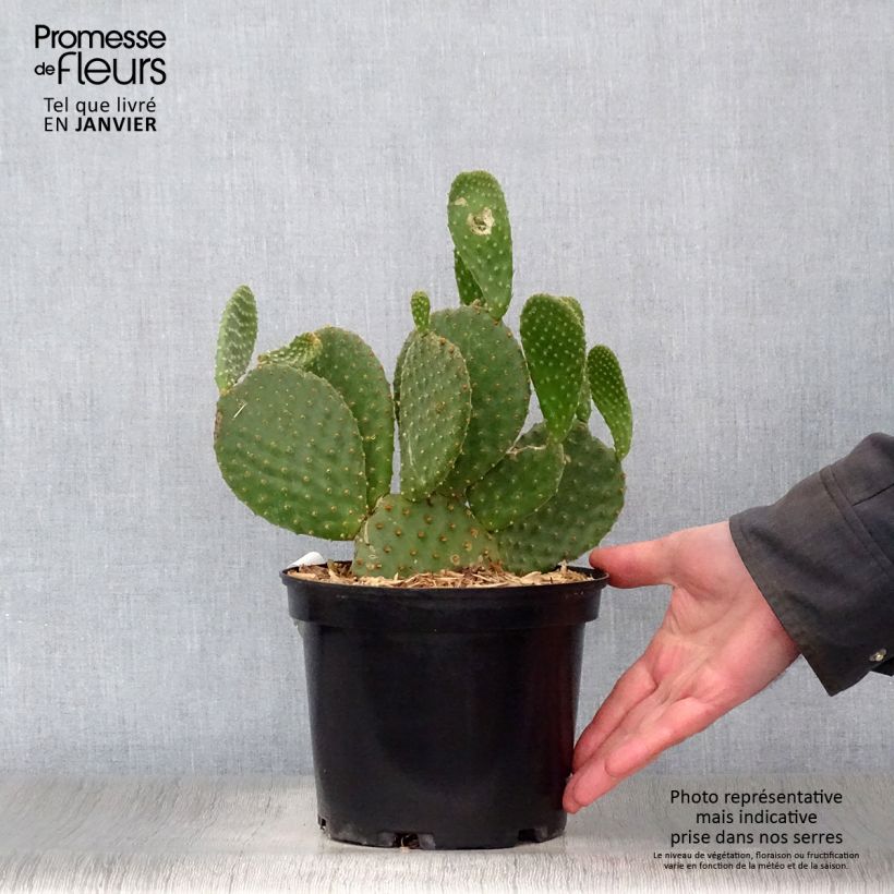 Exemplar von Opuntia microdasys - Feigenkaktus Topf mit 2L/3L wie im Winter geliefert