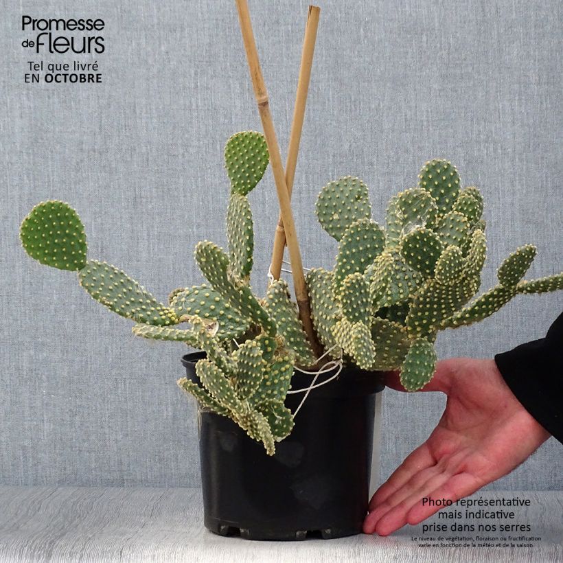 Exemplar von Opuntia microdasys - Feigenkaktus Topf mit 2L/3L wie im Herbst geliefert