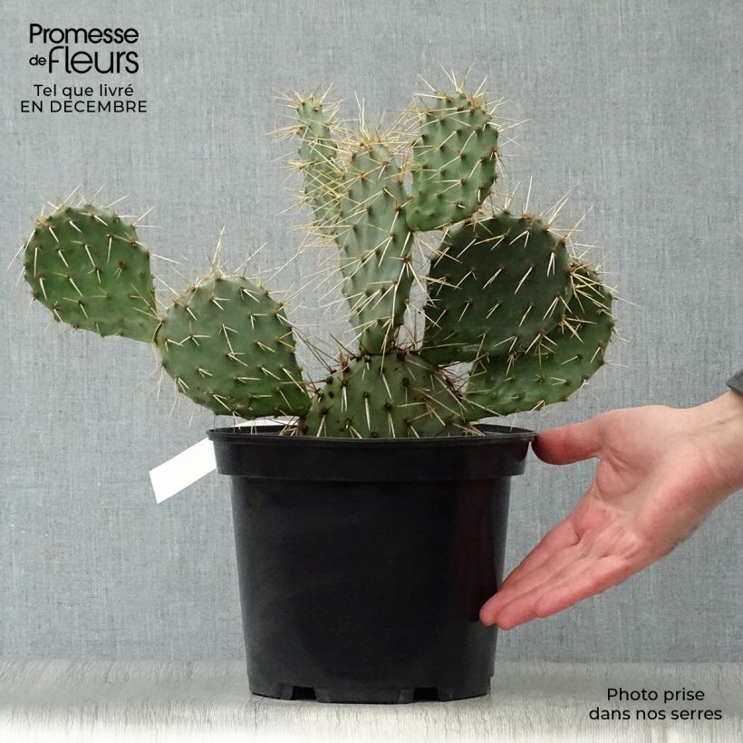 Exemplar von Opuntia phaeacantha Mojavensis - Feigenkaktus Topf mit 4L/5L wie im Winter geliefert