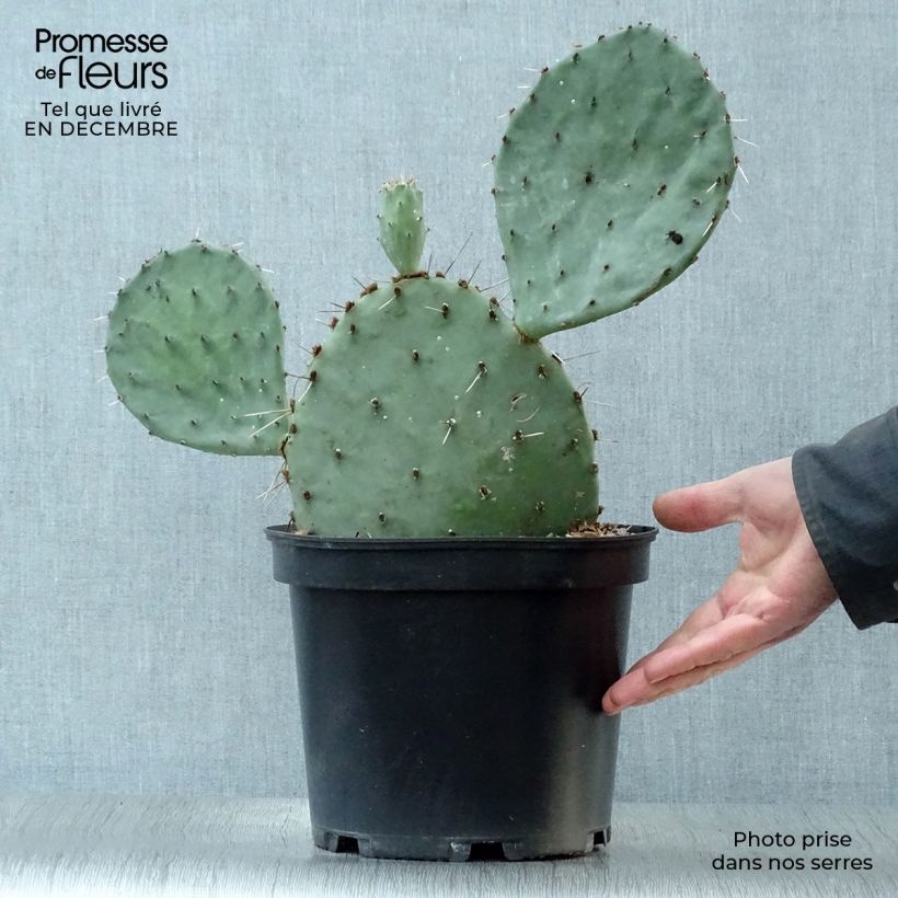 Exemplar von Opuntia semispinosa - Feigenkaktus Topf mit 4L/5L wie im Winter geliefert