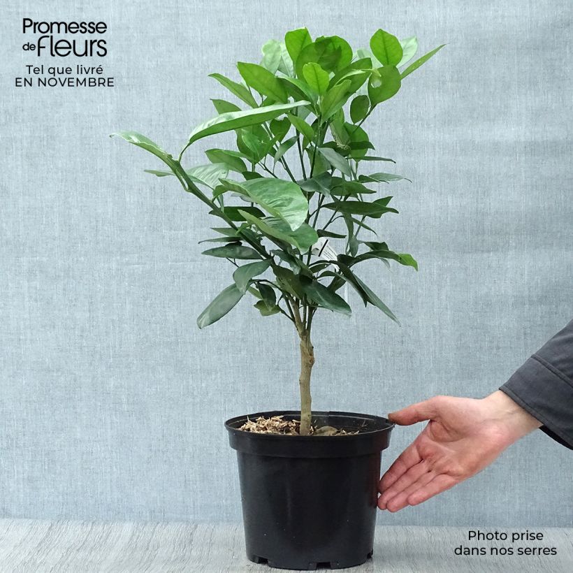 Exemplar von Orange Washington Navel - Citrus sinensis Topf mit 4L/5L, 1/4 Stängel wie im Herbst geliefert