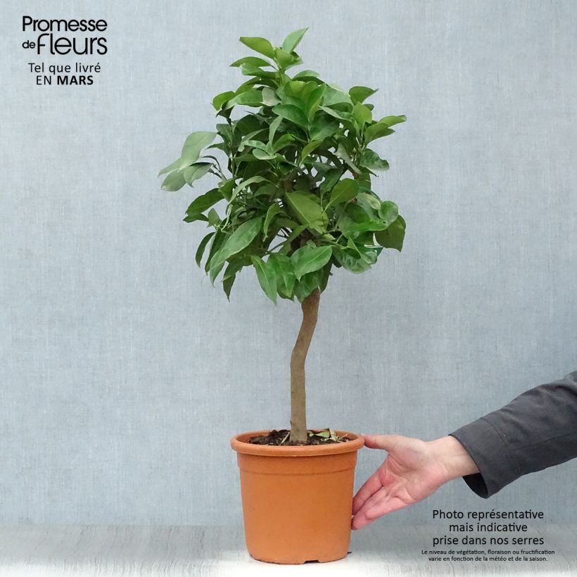 Exemplar von Hybride Orange Corrugata - Citrus sinensis x aurantium Topf mit 4L/5L, 1/4 Stängel wie im Frühjahr geliefert