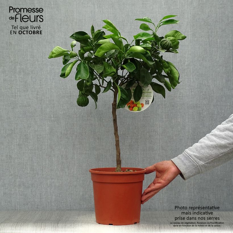Exemplar von Hybride Orange Corrugata - Citrus sinensis x aurantium Topf mit 4L/5L, 1/4 Stängel wie im Herbst geliefert