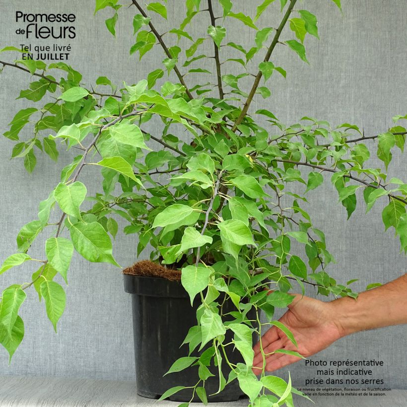 Exemplar von Maclura pomifera - Osagedorn Topf mit 7,5L/10L wie im Sommer geliefert