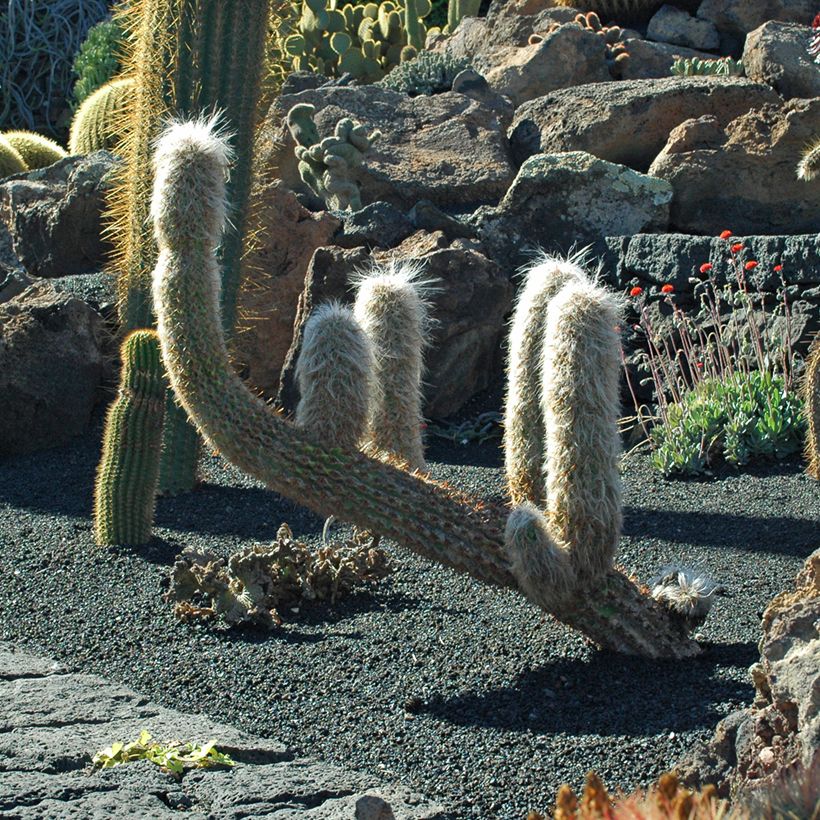 Oreocereus trollii - Kaktus (Hafen)