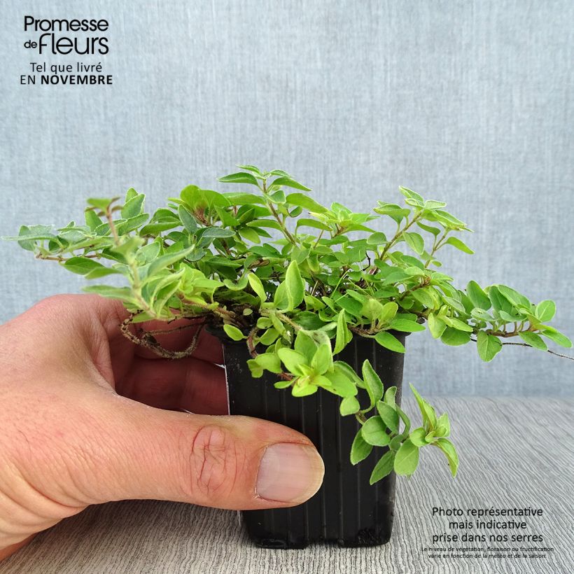 Exemplar von Gewöhnlicher Dost Aureum - Origanum vulgare Kleine Töpfe von 7/8 cm wie im Herbst geliefert