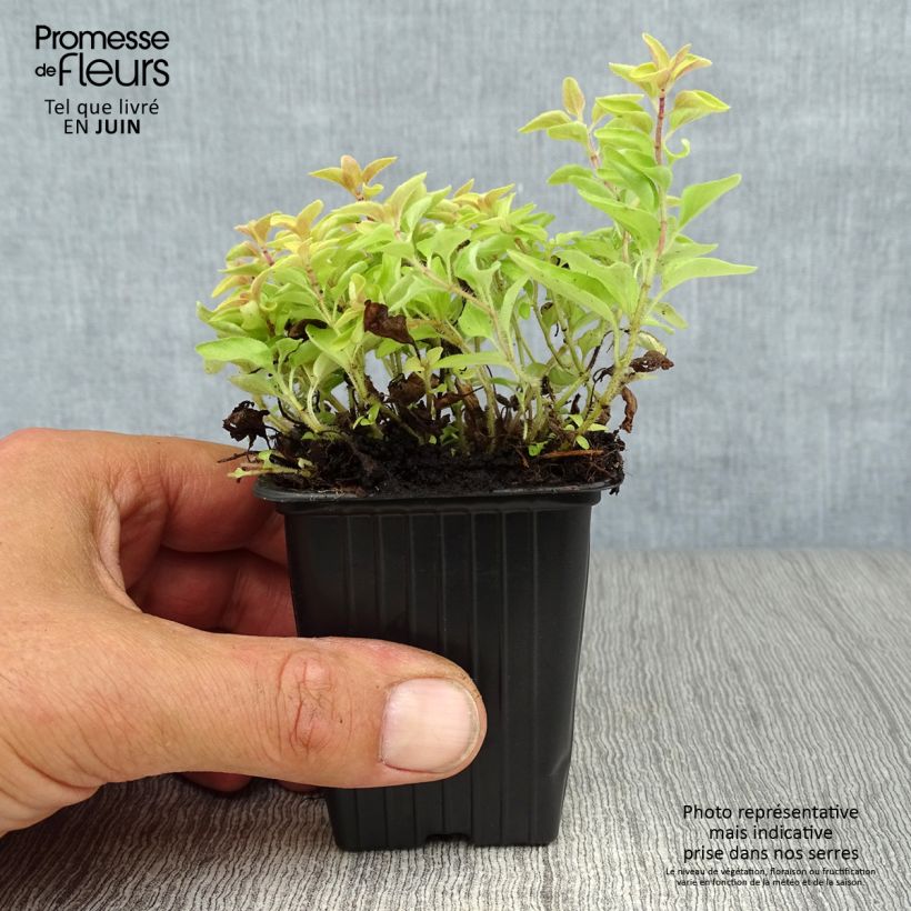 Exemplar von Gewöhnlicher Dost Aureum - Origanum vulgare Kleine Töpfe von 7/8 cm wie im Sommer geliefert