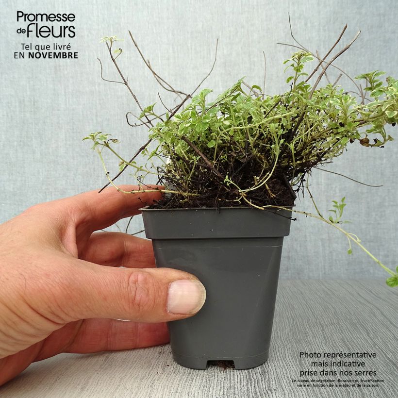 Exemplar von Gewöhnlicher Dost Country cream - Origanum vulgare Kleine Töpfe von 8/9 cm wie im Herbst geliefert