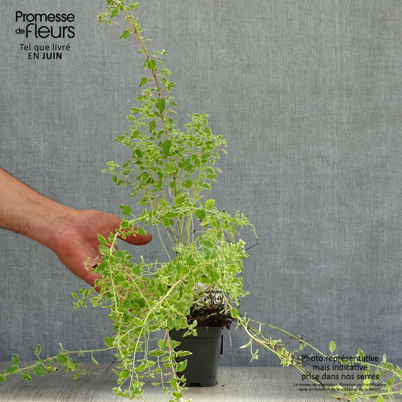 Exemplar von Gewöhnlicher Dost Country cream - Origanum vulgare Kleine Töpfe von 8/9 cm wie im Sommer geliefert