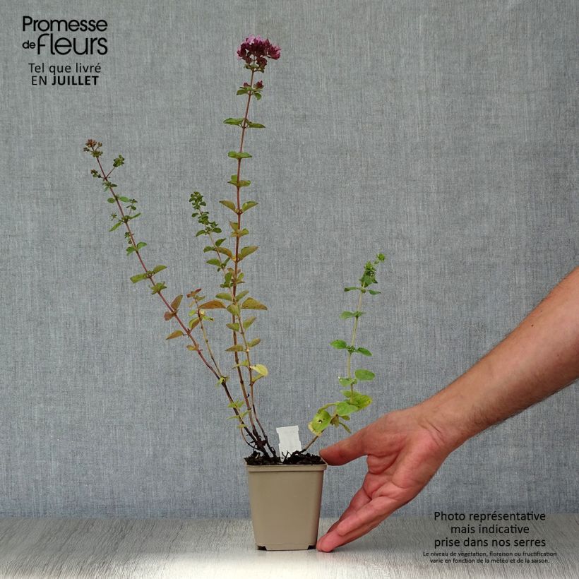 Exemplar von Hybrid-Dost Rosenkuppel - Origanum Kleine Töpfe von 8/9 cm wie im Sommer geliefert