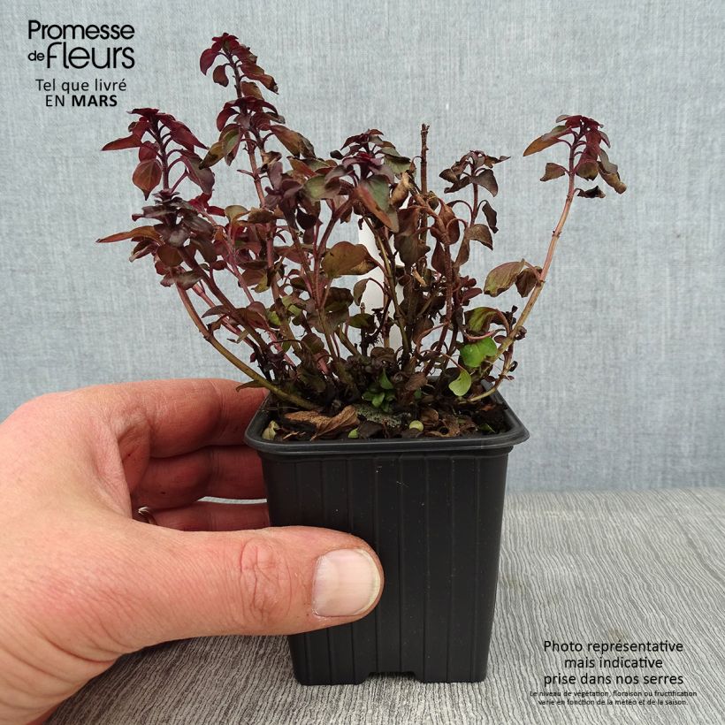 Exemplar von Blumen-Dost Herrenhausen - Origanum laevigatum Kleine Töpfe von 8/9 cm wie im Winter geliefert