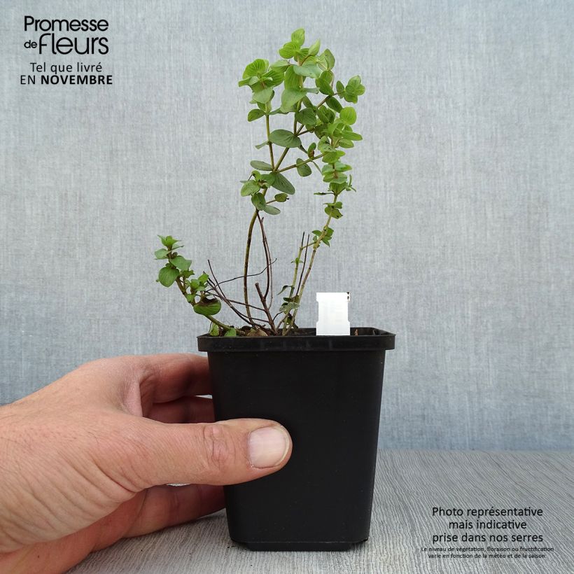 Exemplar von Rundblättriger Dost Kent Beauty - Origanum rotundifolium Kleine Töpfe von 8/9 cm wie im Herbst geliefert