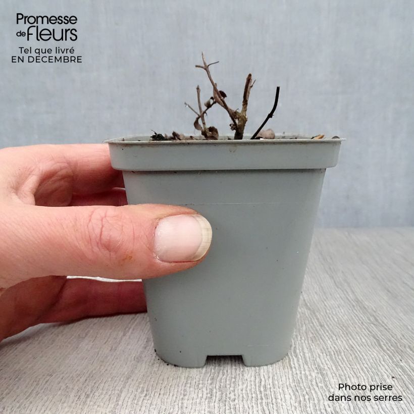 Exemplar von Rundblättriger Dost Kent Beauty - Origanum rotundifolium Kleine Töpfe von 8/9 cm wie im Winter geliefert