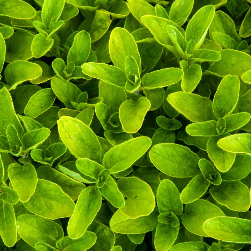 Gewöhnlicher Dost Thumbles Variety - Origanum vulgare (Laub)