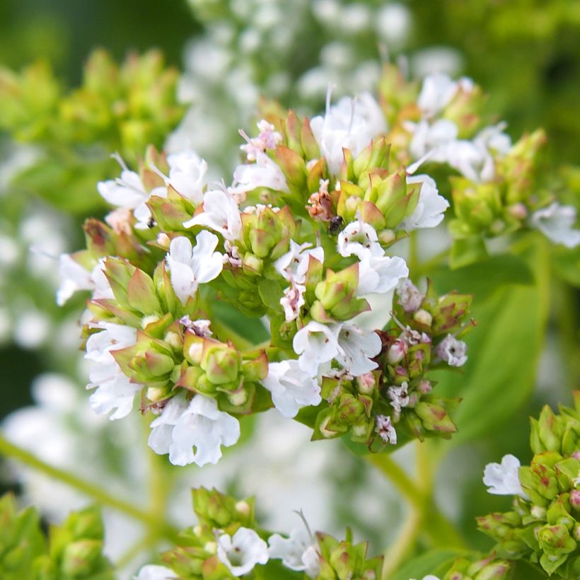 Gewöhnlicher Dost Thumbles Variety - Origanum vulgare (Blüte)