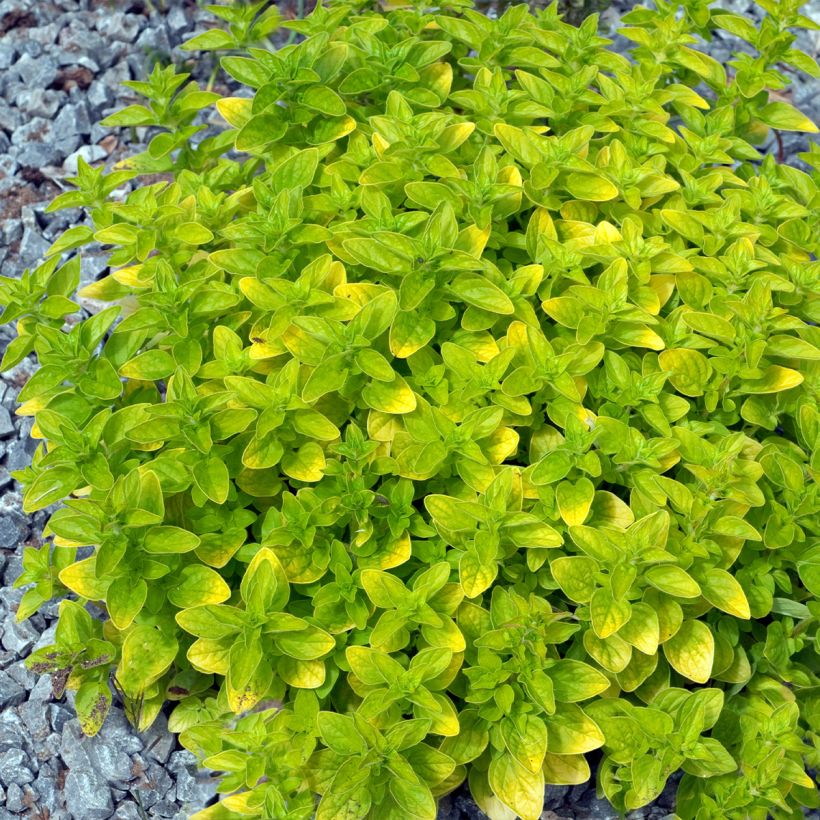 Gewöhnlicher Dost Thumbles Variety - Origanum vulgare (Hafen)