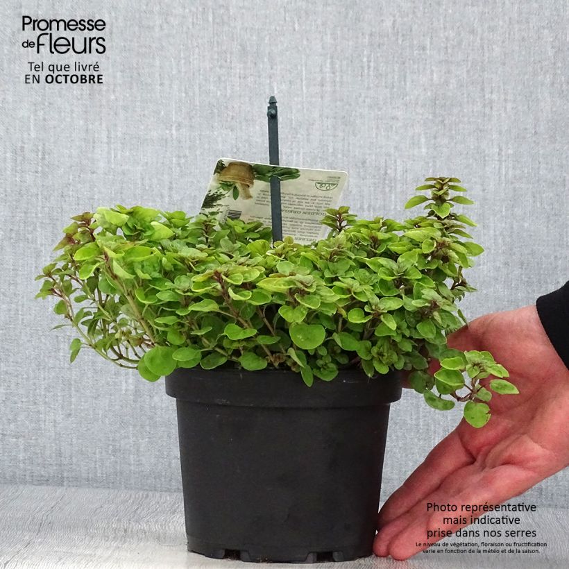 Exemplar von Gewöhnlicher Dost Thumbles Variety - Origanum vulgare Topf mit 1,5L/2L wie im Herbst geliefert