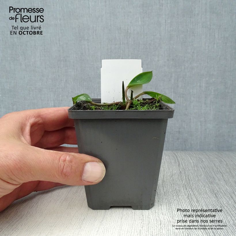 Exemplar von Orontium aquaticum - Goldkeule Kleine Töpfe von 8/9 cm wie im Herbst geliefert
