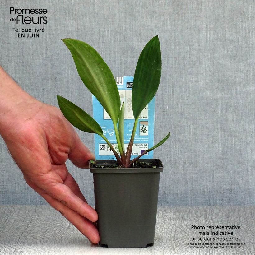 Exemplar von Orontium aquaticum - Goldkeule Kleine Töpfe von 8/9 cm wie im Sommer geliefert