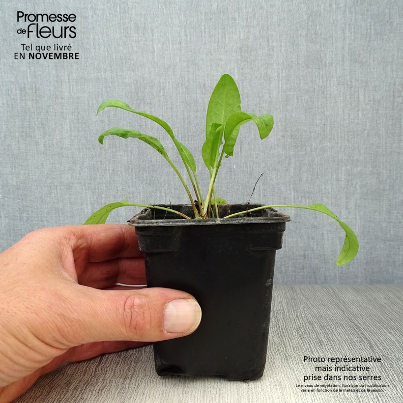 Exemplar von Ampfer Bio - Rumex patientia Kleine Töpfe von 8/9 cm wie im Herbst geliefert