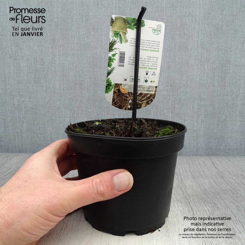 Exemplar von Ampfer Copper Sword - Rumex flexuosus Topf mit 1,5L/2L wie im Winter geliefert