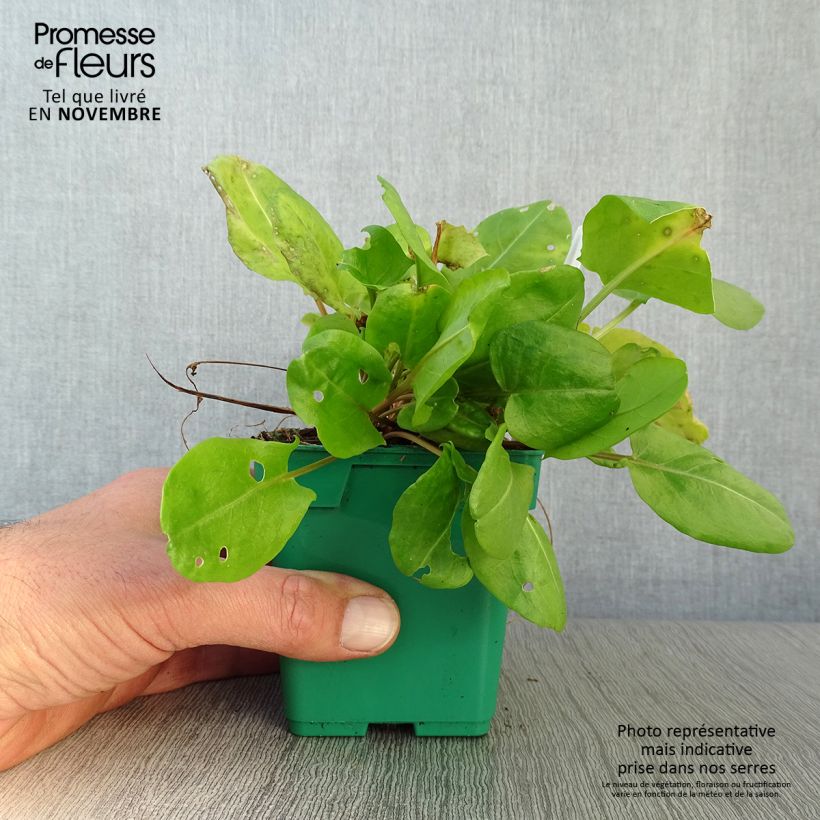 Exemplar von Ampfer (Pflanzen) - Rumex scutatus Topf 10 cm/11cm wie im Herbst geliefert