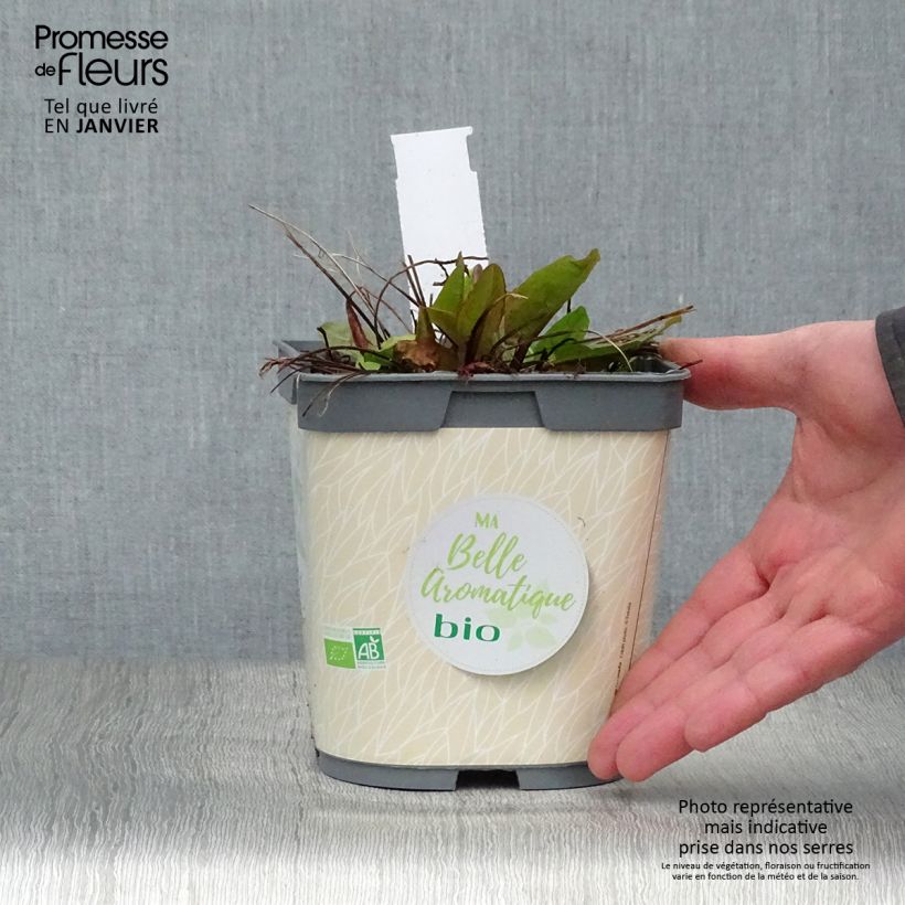 Exemplar von Ampfer - Rumex scutatus Topf mit 1L/1,5L wie im Winter geliefert