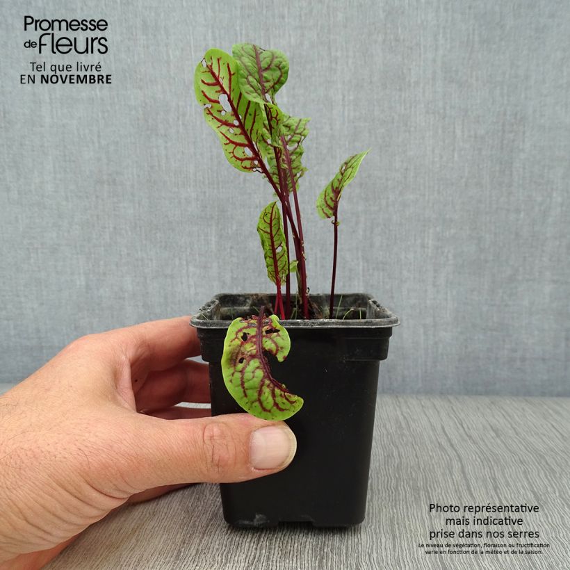 Exemplar von Ampfer - Rumex sanguineus Kleine Töpfe von 8/9 cm wie im Herbst geliefert