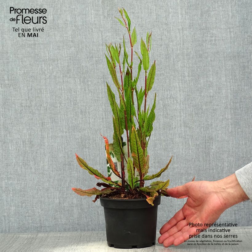 Exemplar von Ampfer - Rumex sanguineus Topf mit 1,5L/2L wie im Frühjahr geliefert