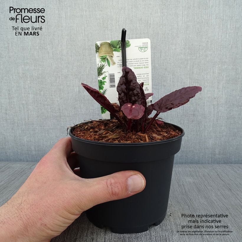 Exemplar von Ampfer Ruber - Rumex arifolius Topf mit 1,5L/2L wie im Winter geliefert